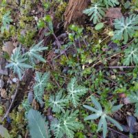 セツブンソウ,桜並木,田舎暮らし,花のある暮らし,楽しい田舎暮らしの画像