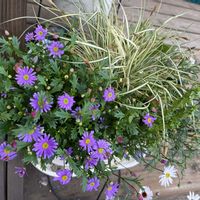 アサギリソウ,アジュガ,ペチュニア,ラックス,ブラキガムの画像