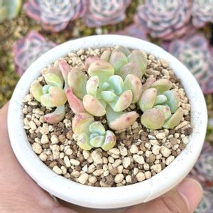 セダム フロレンシアナ,セダム フロレンシアナ,セダム フローレンシアナ,成長記録 フローレンシアナ,大和プラスチック 根はりポット 9型 ホワイトの画像