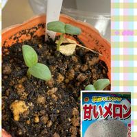 メロン,ベランダガーデニングの画像