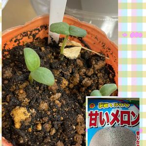 メロン,ベランダガーデニングの画像