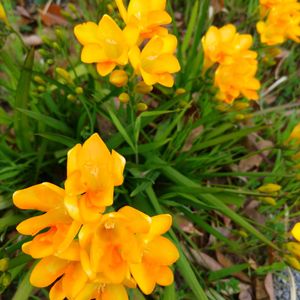 ラナンキュラス,ミニバラ,公園,ベランダの画像