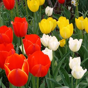 チューリップ,ポピー,マリーゴールド,パンジー,地植えの画像