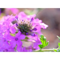 バーベナ,広い庭の画像