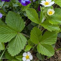 ワイルドストロベリー,畑の画像