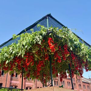 トマト,横浜赤レンガ倉庫,トマトの森,FLOWER GARDEN 2026の画像