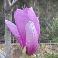 シモクレンの画像