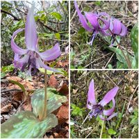 アズマイチゲ,カタクリ,スミレ,私の秘密の花園,私の秘密の花園の画像