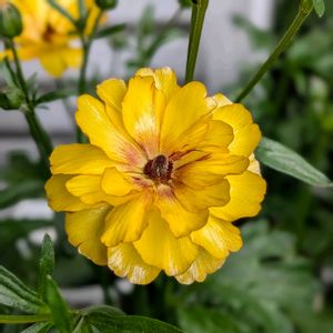 ベランダガーデニング,お一人様,咲いてくれてありがとう❤,綺麗✨✨,素敵✨の画像