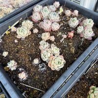多肉植物,葉挿し,エケベリア属,放置苗,シーグットの画像