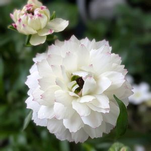 ベランダガーデニング,お一人様,可愛い❤,咲いてくれてありがとう❤,私好み♡の画像