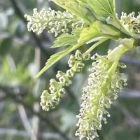 クワ,道端,お花は癒し,花が好き❤,☆携帯撮影☆の画像