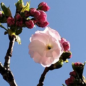 八重桜,地植え,開花宣言！,神戸っ子だョ‼️全員集合,ラン・ララ〜ん♡♡の画像