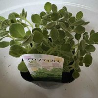 アロマティカス,多肉植物,ハーブ,スーパーの画像