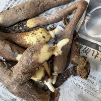 カサブランカ,カサブランカ,パイナップルリリー,パイナップルリリー,グロリオサの画像