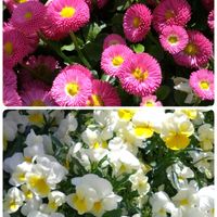 アザレア,アザレア,デージー,デージー,パンジーの画像