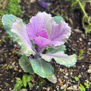 葉牡丹,地植え,ガーデニング,庭の画像