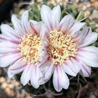 サボテン,縮玉,多肉植物,珍奇植物,my succulentの画像