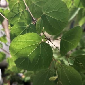 アオダモ,カツラの画像