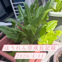 ほうれん草,家庭菜園,ベランダ,畑,庭の画像