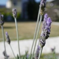 ラベンダー,芝生,ラベンダー デンタータ,✨噴水⛲️✨,ハーブの画像