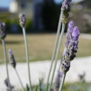 ラベンダー,芝生,ラベンダー デンタータ,✨噴水⛲️✨,ハーブの画像
