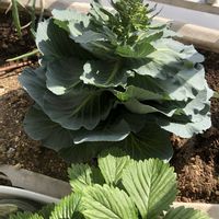 キャベツ,ベランダー,南西向きベランダ,６階ベランダ,リボベジ　キャベツの画像