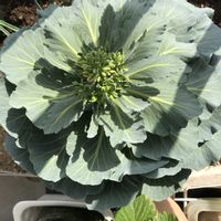 キャベツ,ベランダー,南西向きベランダ,６階ベランダ,リボベジ　キャベツの画像