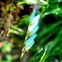 イキシア,ニリンソウ,ラミウム,エメラルドグリーン,トウダイグサの画像