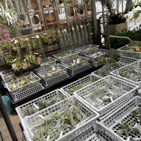 チランジア,サボテン,ガガイモ,ユーフォルビア属,チレコドンの画像