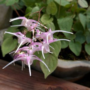 花のある暮らし,今日のお花,花いろいろ,おうち園芸,棚の画像