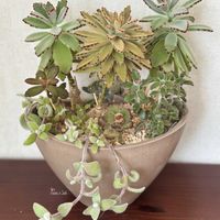 シナモン,月兎耳,福兎耳,福兎耳,ゴールデンラビットの画像