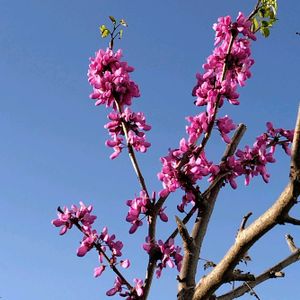 ハナズオウ（花蘇芳）,地植え,我が家の庭,かわいい花,青空に映えるの画像