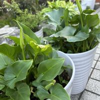 カラー,お花,レスキュー,やっぱり白花,庭の画像