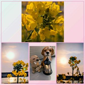 菜の花,菜の花,花のある暮らし,植物好き,自然の不思議の画像