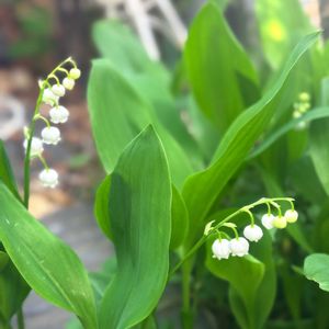 地植え,庭の画像