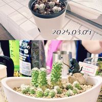 サボテン,植え替え,サボテン科,成長記録,成長中の画像