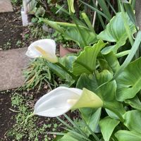 カラー,カラー,バーベナ,ラナンキュラス,ラナンキュラスの画像