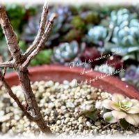 夕映え,多肉植物,多肉大好き,アエオニウム属,放置栽培の画像