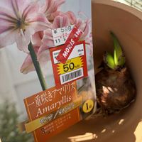 アガパンサス,買物メモ,アマリリスK,アマリリスピンクホワイト,アガパンサスKの画像