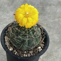 サボテン,極美丸,サボテンの花,オロヤ属,いとみのサボテンの画像