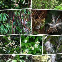 テイカカズラ,里山の花,綿の画像