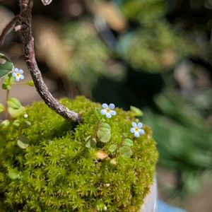 キュウリグサ,ミニ盆栽,小さな庭の画像