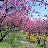 サクラ,サクラ,ハナモモ,ハナモモ,ユキヤナギの画像