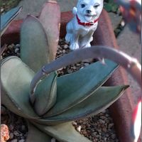 多肉,ガステリアの何とか,ガステリアの何とか,ガステリア 属,ガステリアの花の画像