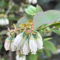 キク,モモイロタンポポ,ドクダミ,ブルーベリー,紫キャベツの画像