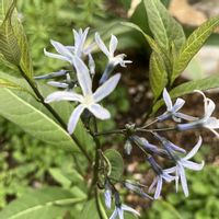 宿根草,アムソニア ストームクラウド,お花,おうち園芸,庭の画像