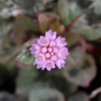 ヒメツルソバ,ピンクの花,タデ科,タデ好きタデ族の画像