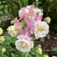 宿根草,オダマキ・ウィンキーダブル,お花,おうち園芸,庭の画像