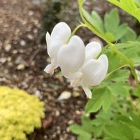 タイツリソウ,宿根草,お花,おうち園芸,庭の画像